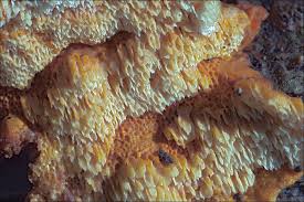 Attēlu rezultāti vaicājumam “Pycnoporellus fulgens”