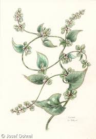 Attēlu rezultāti vaicājumam “Fallopia convolvulus”