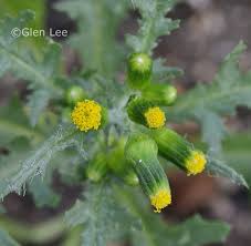 Attēlu rezultāti vaicājumam “Senecio vulgaris flower”