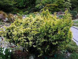 Attēlu rezultāti vaicājumam “Thuja plicata flower”