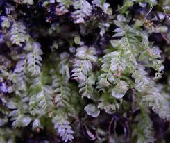 Attēlu rezultāti vaicājumam “Mnium lycopodioides”