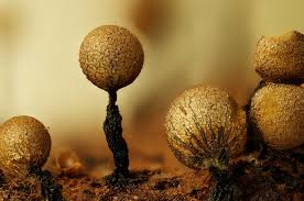 Attēlu rezultāti vaicājumam “Cribraria vulgaris macro”