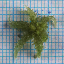 Attēlu rezultāti vaicājumam “Sphagnum platyphyllum”