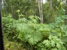 Attēlu rezultāti vaicājumam “Heracleum sosnowskyi leaf”