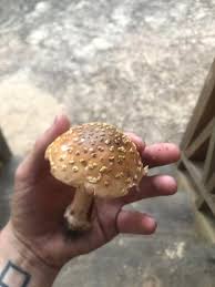 Attēlu rezultāti vaicājumam “Amanita regalis”