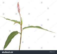 Attēlu rezultāti vaicājumam “Polygonum amphibium”