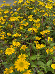 Image result for Sanvitalia procumbens