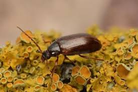 Attēlu rezultāti vaicājumam “Tenebrionidae”