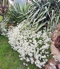 Image result for Schleifenblume