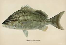 Image result for Haemulon album