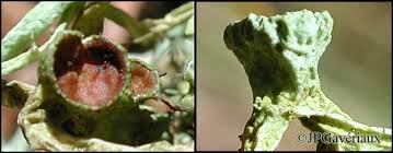 Attēlu rezultāti vaicājumam “Evernia divaricata”