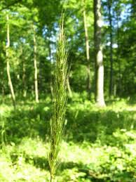 Attēlu rezultāti vaicājumam “Hordelymus europaeus”