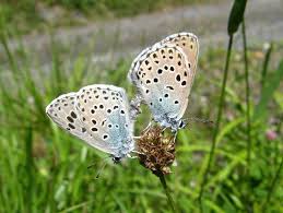 Attēlu rezultāti vaicājumam “Phengaris arion upperside”