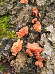 Attēlu rezultāti vaicājumam “Craterocolla cerasi”