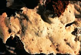 Attēlu rezultāti vaicājumam “Heterobasidion annosum”