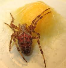 Attēlu rezultāti vaicājumam “Araneus diadematus female”