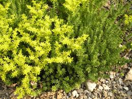 Image result for Sedum acre