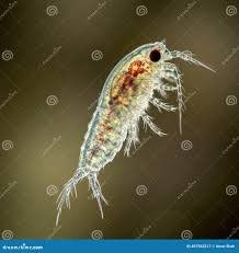 Attēlu rezultāti vaicājumam “Copepoda”