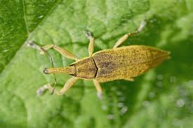 Attēlu rezultāti vaicājumam “Lixus iridis”