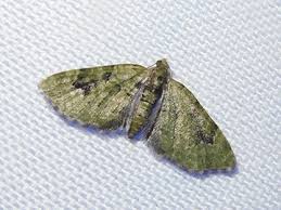 Attēlu rezultāti vaicājumam “Chloroclystis v-ata”