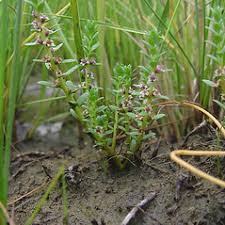 Attēlu rezultāti vaicājumam “Glaux maritima flower”
