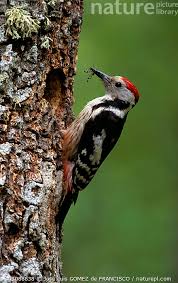 Attēlu rezultāti vaicājumam “Dendrocopos medius”