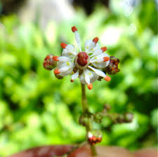 Attēlu rezultāti vaicājumam “Saxifragaceae”