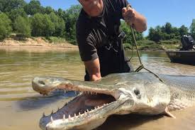 Image result for Garstang A S C