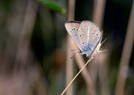 Attēlu rezultāti vaicājumam “Agrodiaetus damon”
