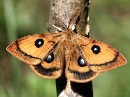 Attēlu rezultāti vaicājumam “Aglia tau”