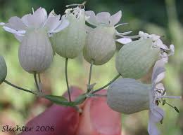 Image result for Silene vulgaris