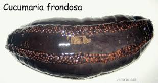 Image result for Cucumaria frondosa