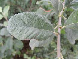 Attēlu rezultāti vaicājumam “Salix aurita”