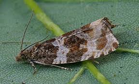 Attēlu rezultāti vaicājumam “Orthotaenia undulana”