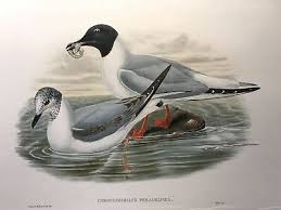 Image result for Chroicocephalus philadelphia