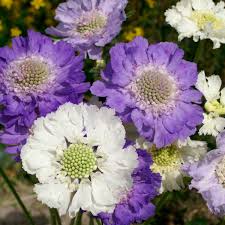Image result for scabiosa caucasica