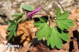 Attēlu rezultāti vaicājumam “Corydalis intermedia flower”