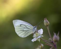 Attēlu rezultāti vaicājumam “Pieris napi underside”