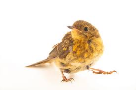 Attēlu rezultāti vaicājumam “Erithacus rubecula”