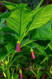 Attēlu rezultāti vaicājumam “Scopolia carniolica”