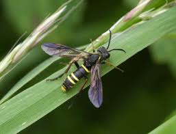 Attēlu rezultāti vaicājumam “Tenthredo scrophulariae exuvia”