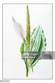 Attēlu rezultāti vaicājumam “Plantago major flower”