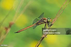 Attēlu rezultāti vaicājumam “Aeshna isoceles”