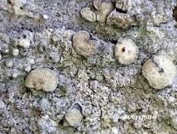 Attēlu rezultāti vaicājumam “Lecanactis abietina”