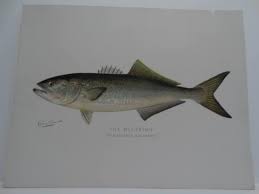 Image result for Pomatomus saltatrix