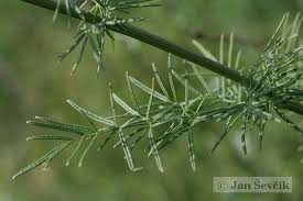 Attēlu rezultāti vaicājumam “Thalictrum lucidum”