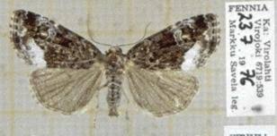 Attēlu rezultāti vaicājumam “Protodeltote pygarga”