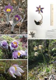 Attēlu rezultāti vaicājumam “Pulsatilla patens”