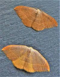 Attēlu rezultāti vaicājumam “Watsonalla binaria”