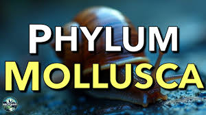 Attēlu rezultāti vaicājumam “Mollusca”